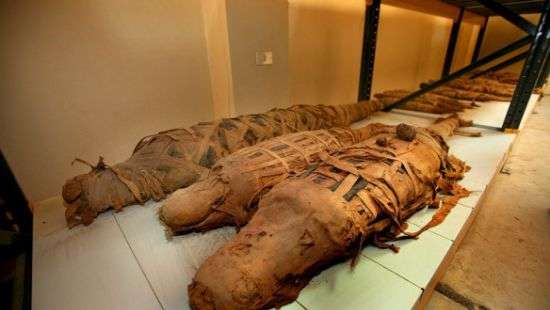 В Египте нашли мумию четырехметрового крокодила