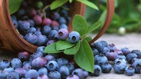 Нутриционисты назвали самые полезные фруктовые семечки