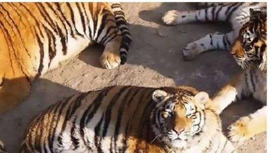 В Китайском зоопарке тигры страдают ожирением (фото)