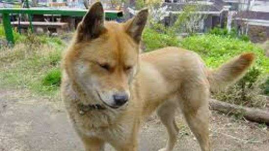 В России продажу собачьего мяса пустили на поток (видео)