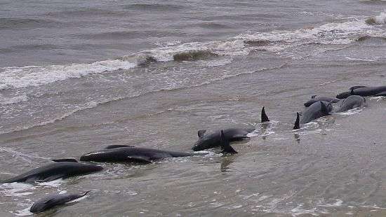 В Новой Зеландии - массовое самоубийство китов (видео)