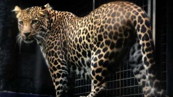 Камеры нашли яванских леопардов, которых считали вымершими