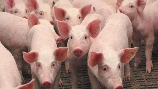 АЧС разорила отечественных свиноводов на 200 млн. грн.