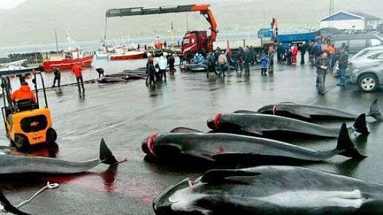 В Новой Зеландии 200 дельфинов выбросились на берег (видео)