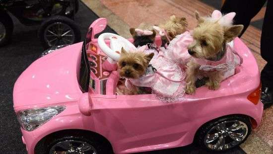 В Нью-Йорке на подиум вышли домашние любимцы