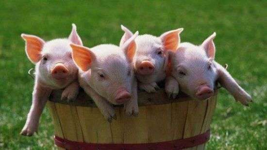 «Чума хрюшек» обошлась Украине в 5 млн долл