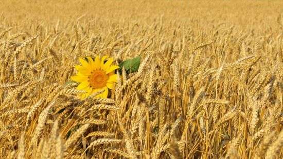 Украинская экономика превращается в аграрную