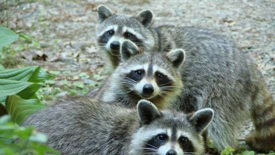 В России детей будут лечить енотами