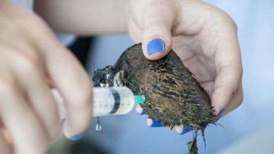 Найден моллюск способный убивать раковые клетки