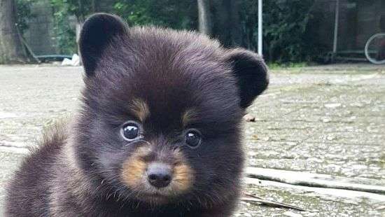 Пользователи сети не могут угадать зверя на фотографии