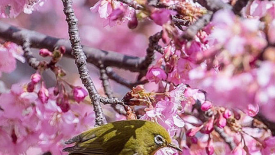В Японии на месяц раньше зацвела сакура