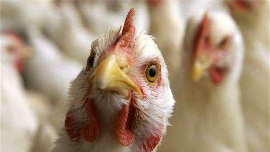 В Китае зафиксирована мощная вспышка птичьего гриппа