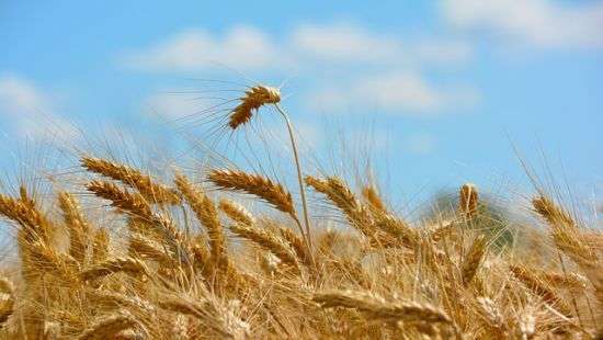 Украина использовала 80% квоты на экспорт пшеницы в ЕС