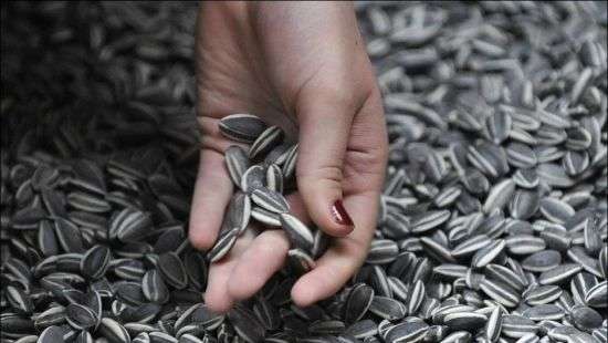 Украина бойко торгует семечками с Европой