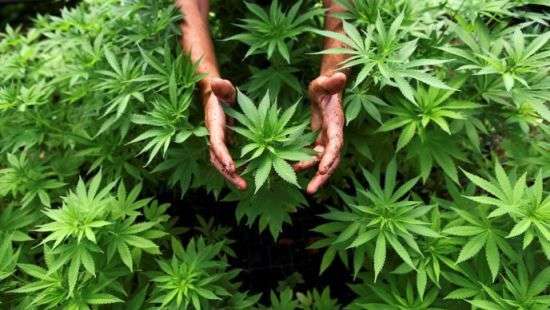 Нидерландские депутаты дали добро на выращивание конопли