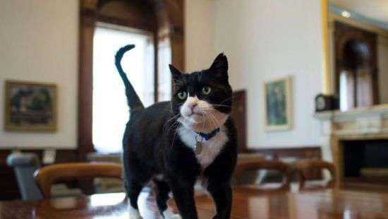 В мэрии Лондона вынуждены завести кота-мышелова