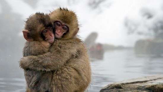 Японцы убили 50 обезьян из-за неправильного гена