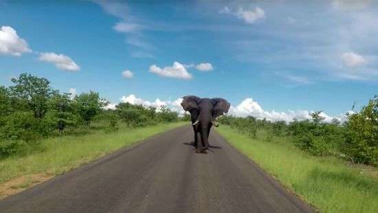 В ЮАР слон погнался за туристами (видео)
