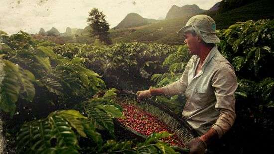 Бразильцам не хватило собственного кофе