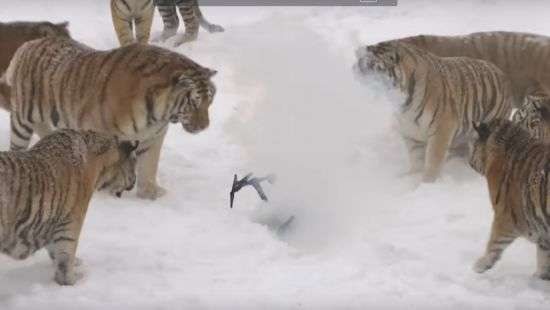 В Китае амурские тигры сбили и съели беспилотник (видео)