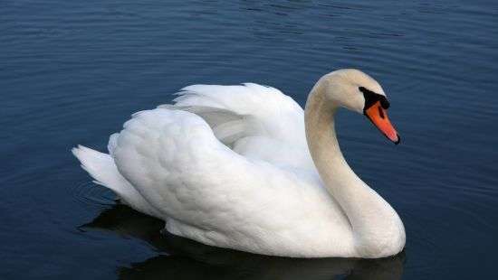 В Литве птичий грипп убил лебедей