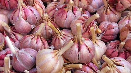 Украина бьет рекорды по экспорту чеснока