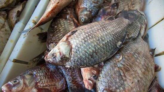 Украина побила 20-летний рекорд по вылову рыбы