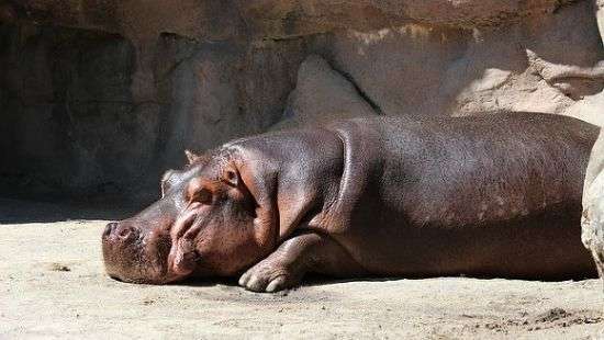 В сальвадорском зоопарке убили единственного в стране бегемота