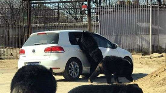 Медведи пытались открыть автомобиль с туристами в парке дикой природы