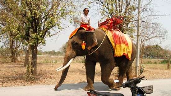 В Таиланде слон погнался за слонихой и травмировал туристов