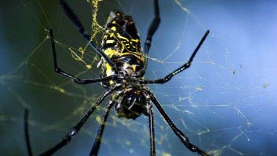 Вырастить новую кожу людям помогут пауки – ученые