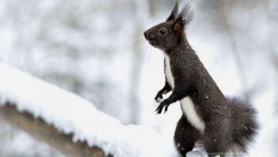 Принц Чарльз объявил войну американским белкам