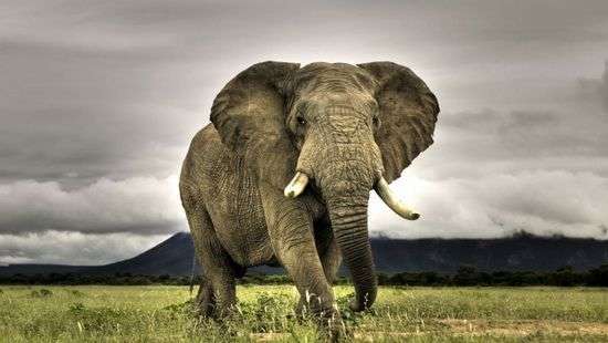 Ученые выяснили, сколько спят слоны