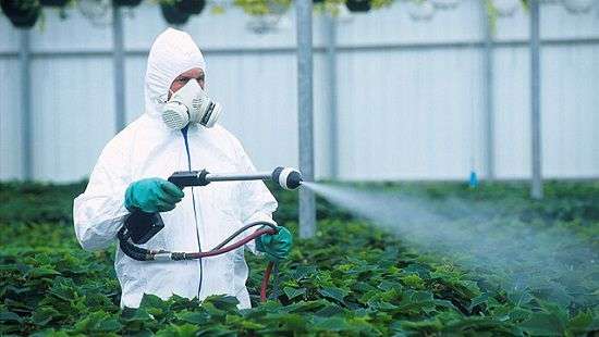 Как пестициды и пищевые добавки влияют на человека, рассказали ученые