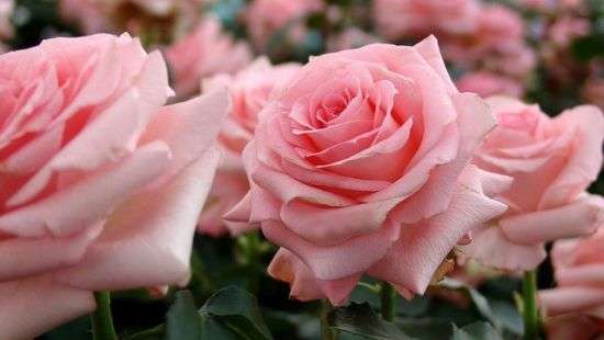 Украина зарабатывает валюту на розах