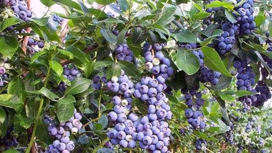 Украинцы увлеклись выращиванием голубики