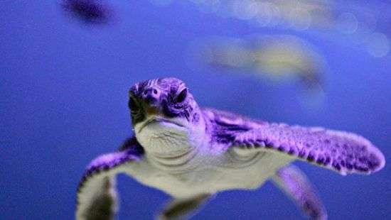 Из желудка живой черепахи достали 5 кг монет