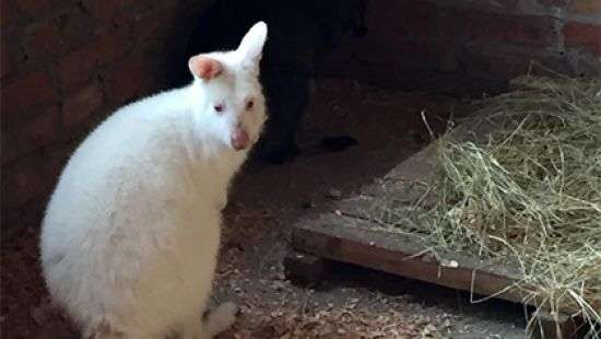 Из России в Украину хотели ввезти шестерых обезьян и двух кенгуру