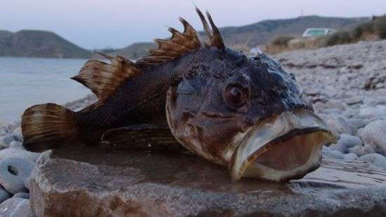 Из рациона украинцев исчезает рыба