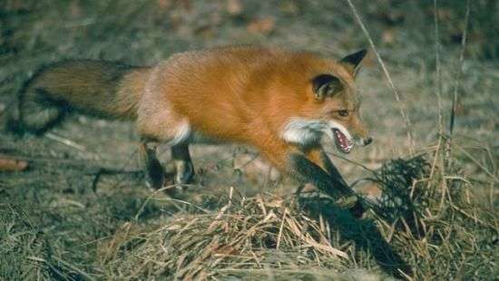 Президент подписал закон о гуманном отношении к отечественной фауне