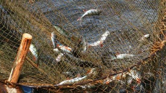 Из Азовского моря выловили и отправили на экспорт всю ценную рыбу