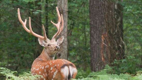 В Украине в 10 раз увеличили штрафы за вред животным и растениям