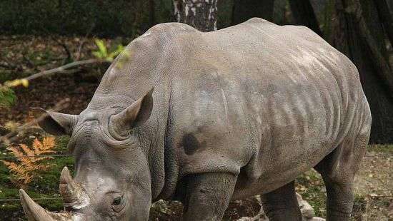 В зоопарке Бельгии носорогам удалят рога