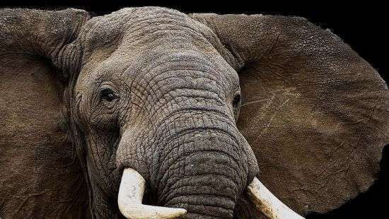 В Японии слониха разнервничалась и убила сотрудника зоопарка