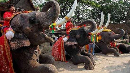 Сегодня в Таиланде улучшают карму слонов