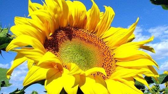 Медики назвали 5 домашних растений для лечения депрессии