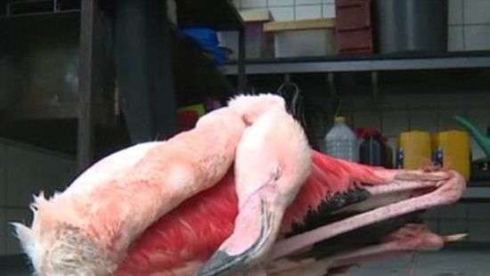 В зоопарке дети камнями забили до смерти самку фламинго, которой было 16 лет (фото)