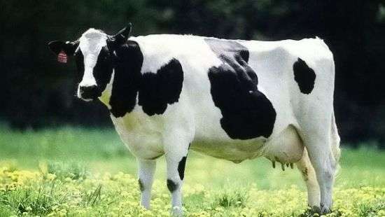 Из Турции в знак протеста депортируют коров голландской породы
