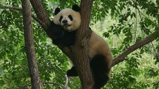 Ради строительства парка для панд переселят 172 тыс. китайцев