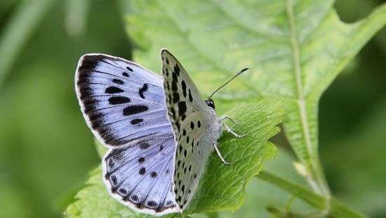 Британца засудили за убийства бабочек